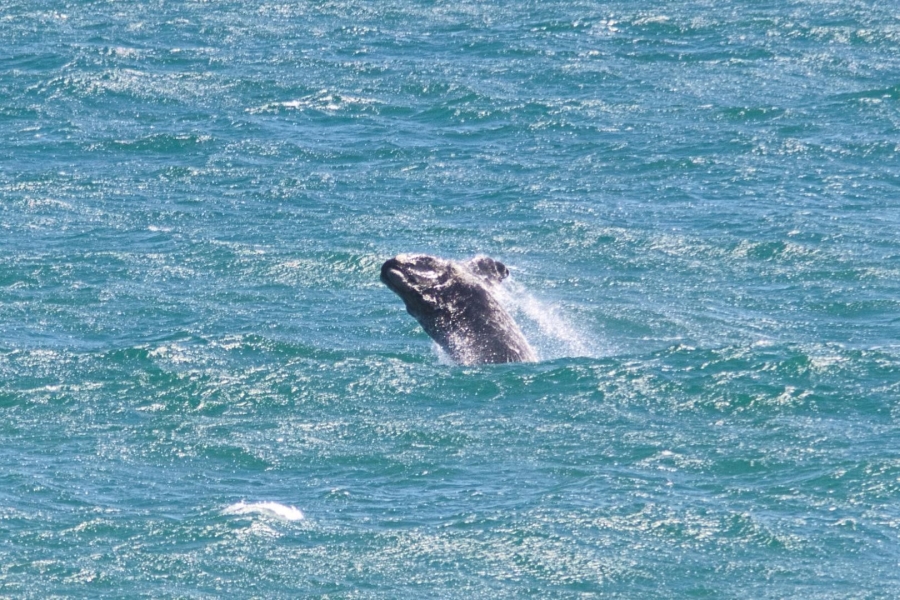 5 Bedroom Property for Sale in De Kelders Western Cape